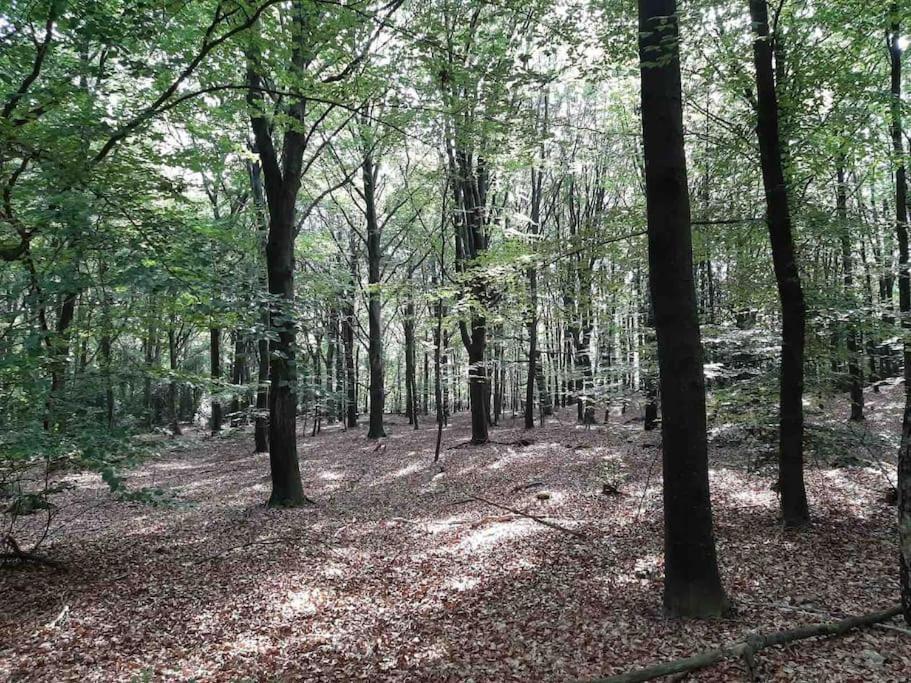Vakantiehuis Eikzicht Gelegen Aan Het Bos Elsloo  Buitenkant foto